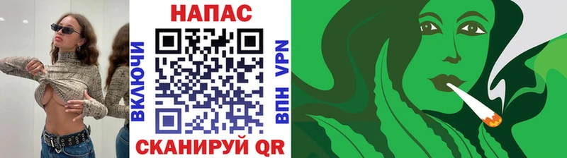 Конопля сатива Болотное